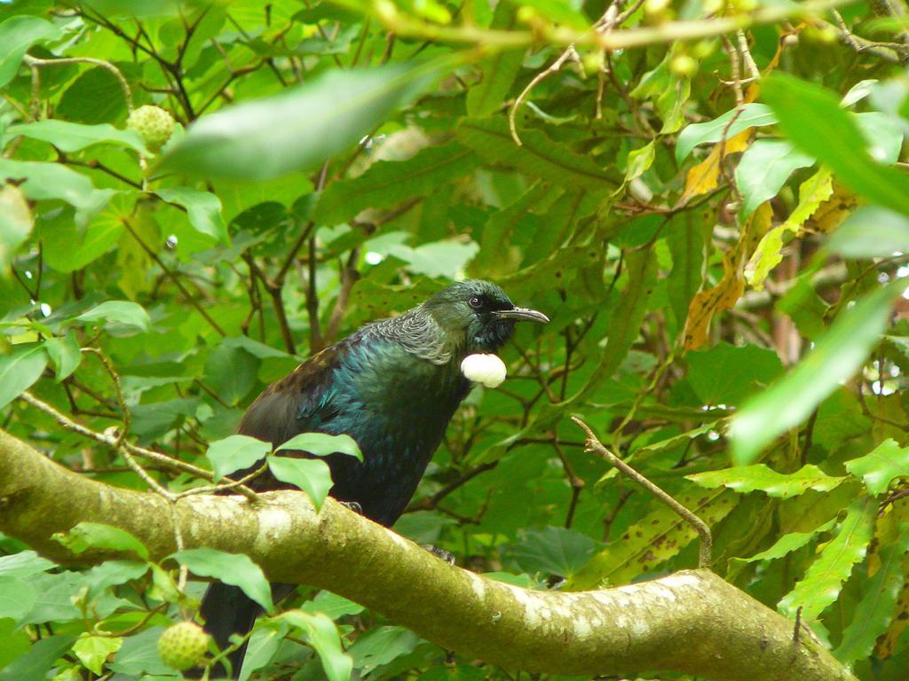 Mount Tutu Eco-Sanctuary Bed & Breakfast Ohauiti Bagian luar foto